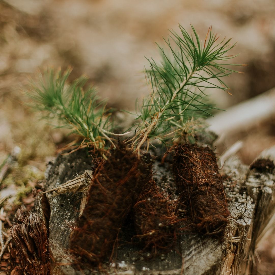 We plant 1 tree for every online order