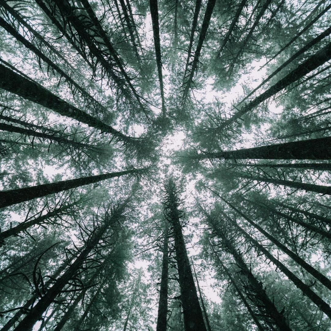 Website_2023_-_Sustainable_-_1080_x_1080_3_1920x_21221cc1-0a36-43ba-9363-7e94279be6bd.jpg