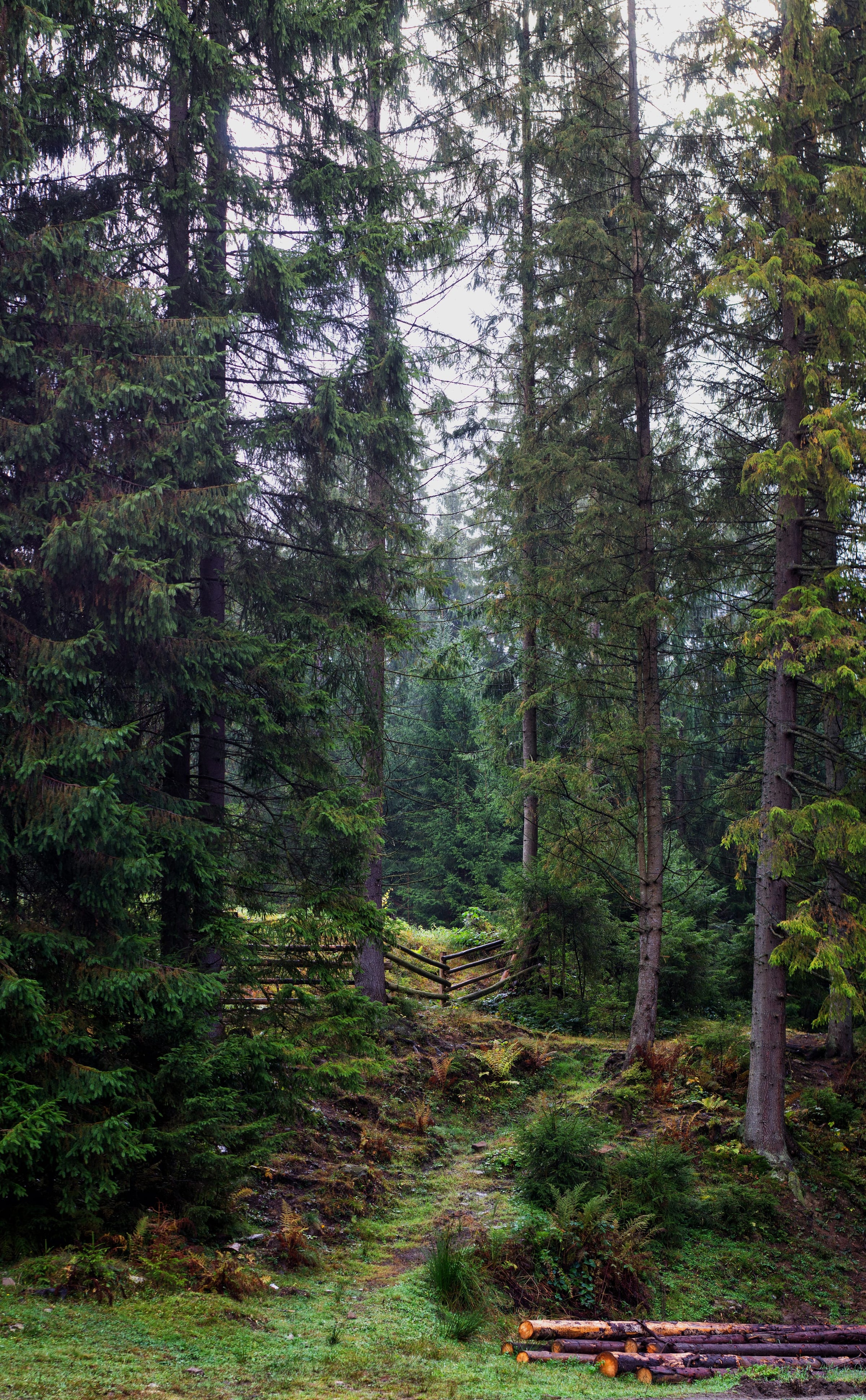 beaten-forest-walk-way.jpg